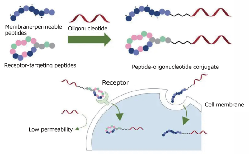 Oligonucleotide Axcelead oligonucleotide-axcelead
